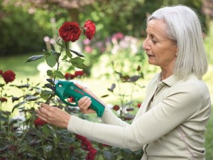 secateurs