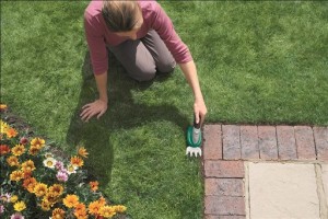 shrub_shear