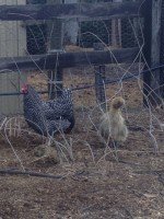 childrens_pets