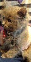 childrens_pets