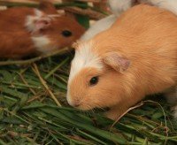 childrens_pets