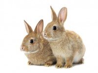 childrens_pets