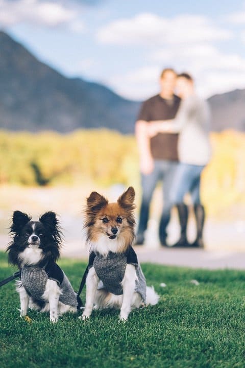 family-pets-tips