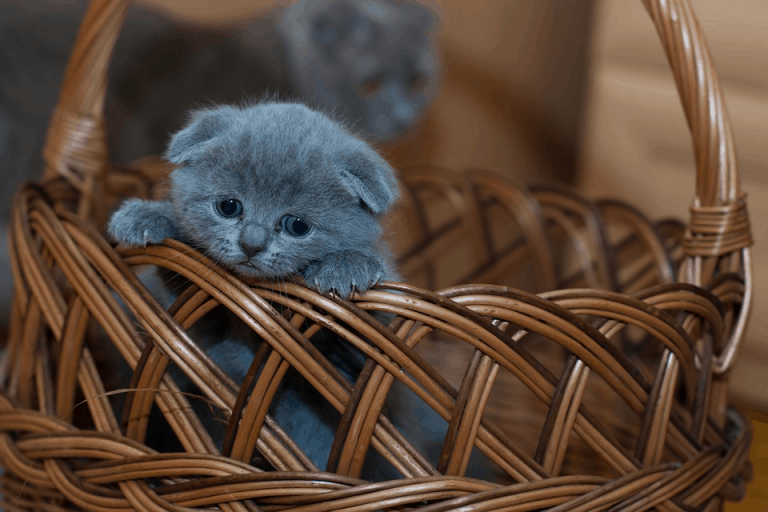 The Essentials You Need to Have Before Bringing Your New Cat Home
