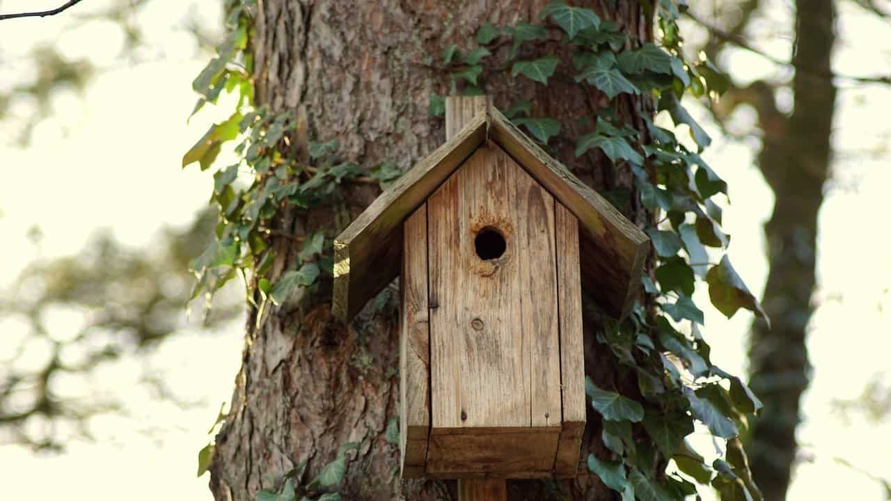 Bird house on tree