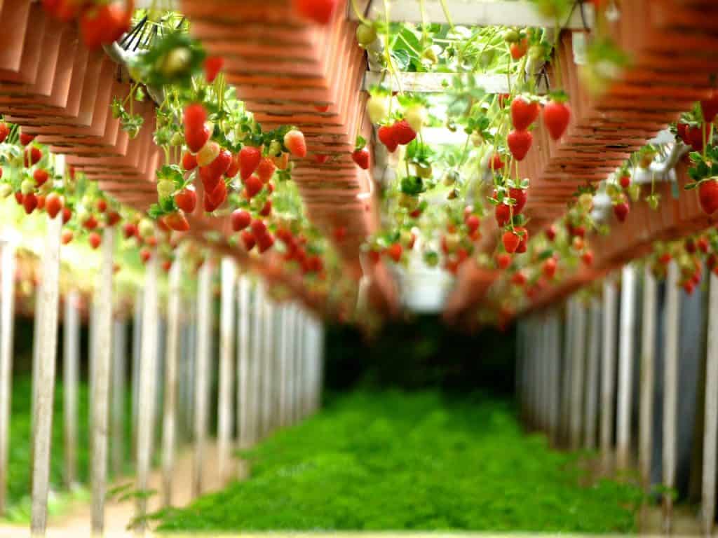 strawberry farm