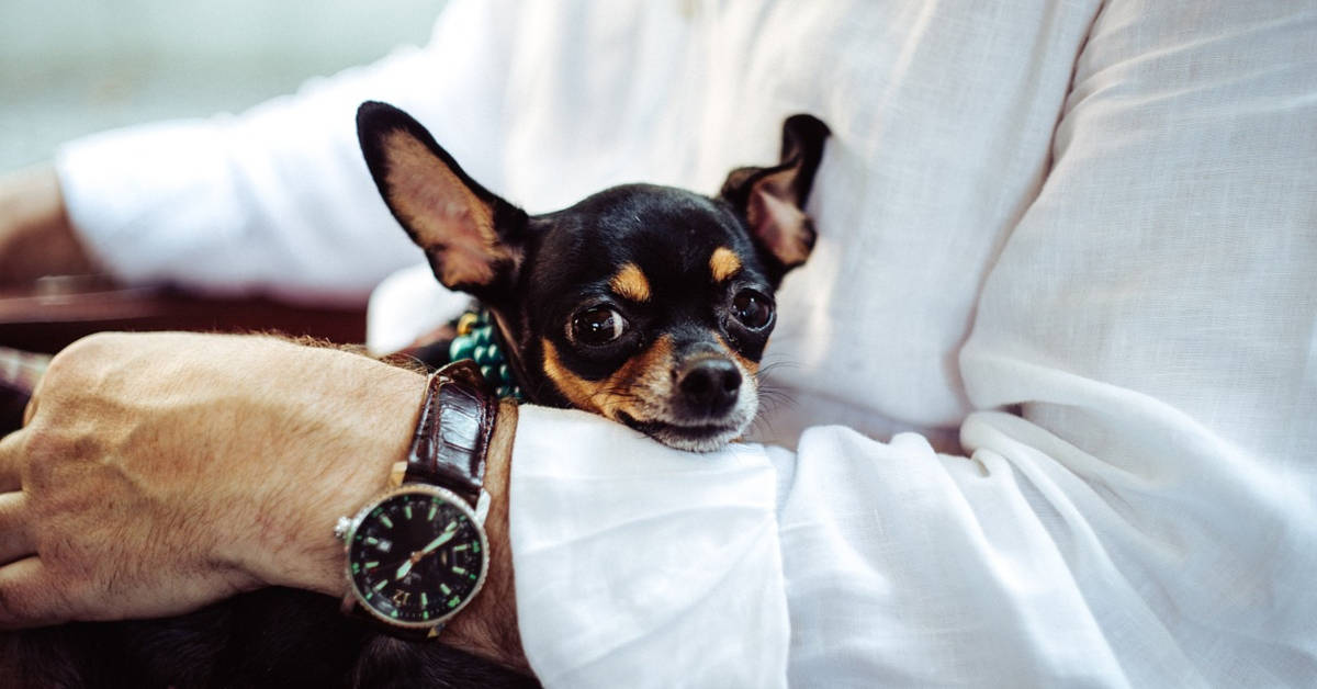Everything You Need To Know About Small Dogs