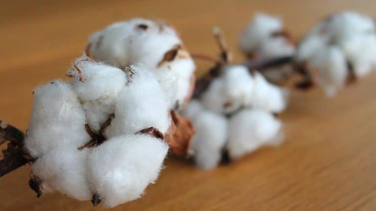 Organic Clothes made from Organic Cotton