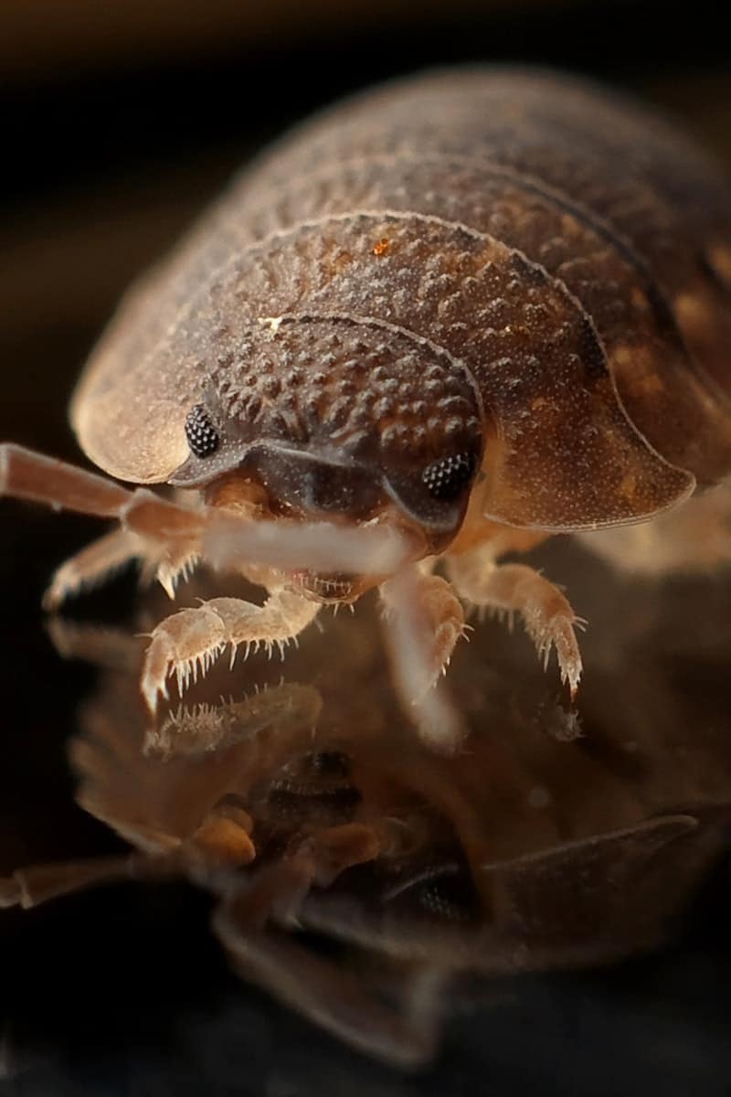 close up shot of a bug on black surface