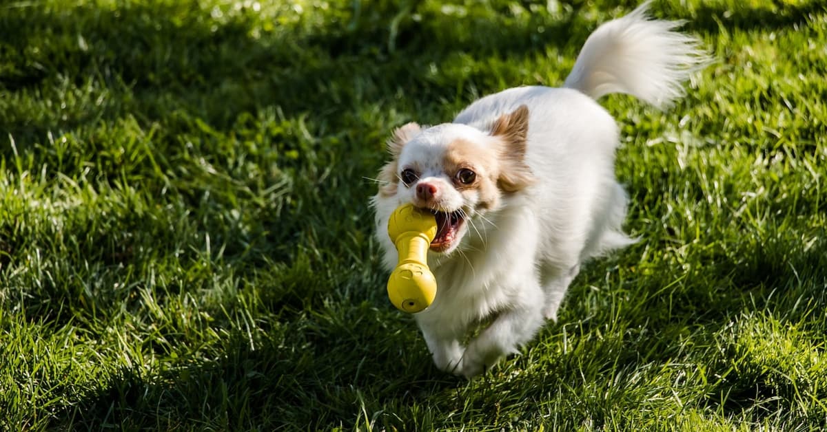 small dog running