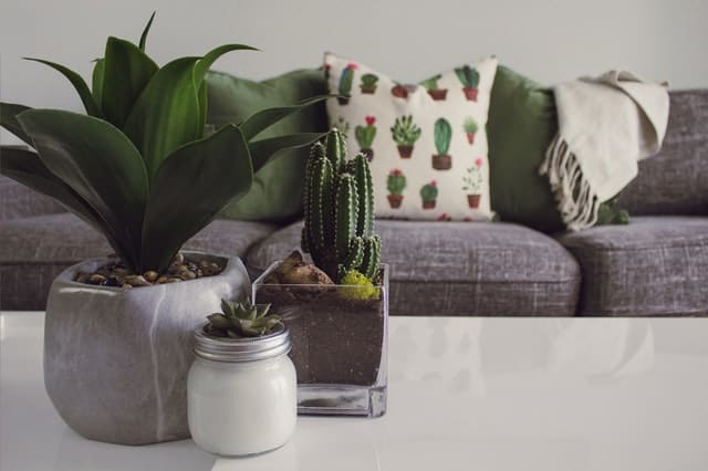 Add some green to your house with plants