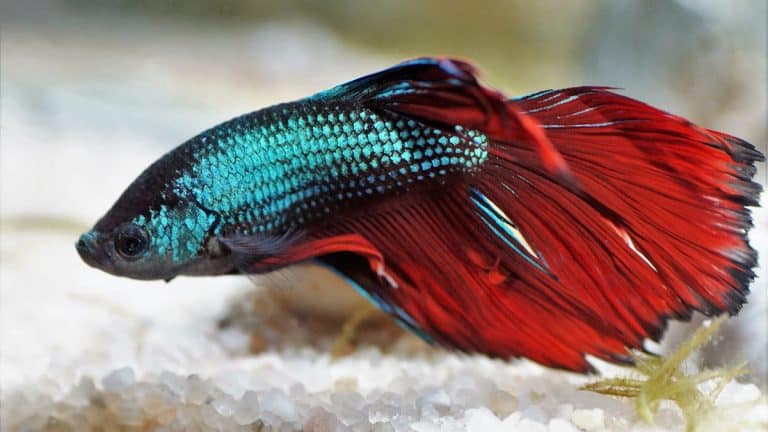 Bowls are bad for a betta fish habitat