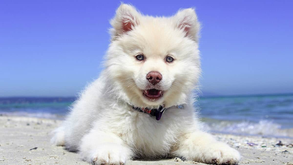 Dog friendly places in Scotland