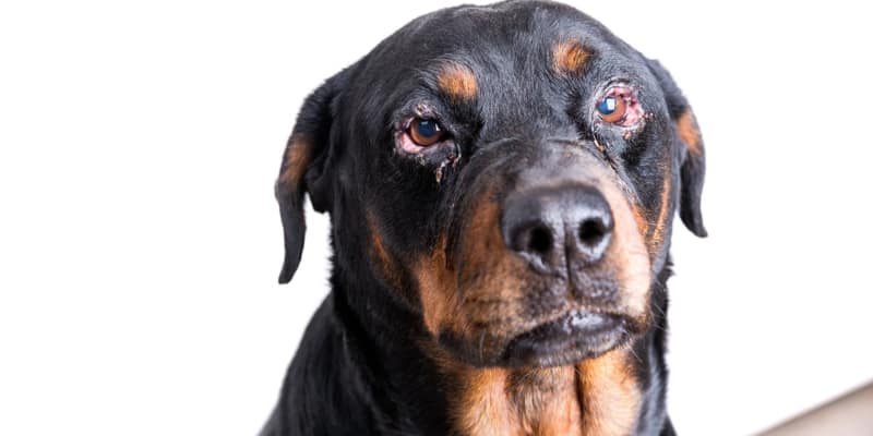 Dog eye discharge