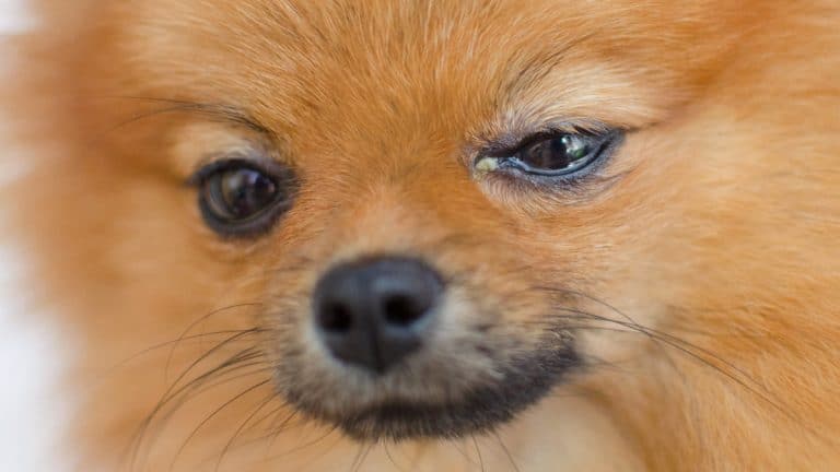 How To Manage Dog Eye Discharge Naturally