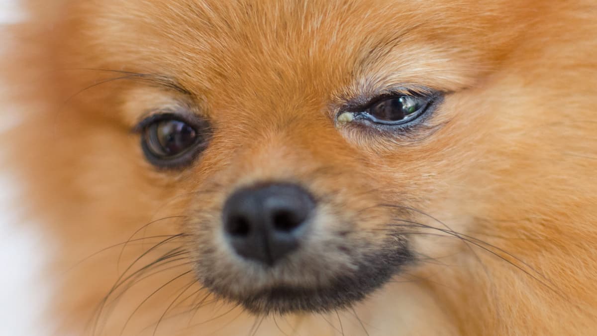 How To Manage Dog Eye Discharge Naturally
