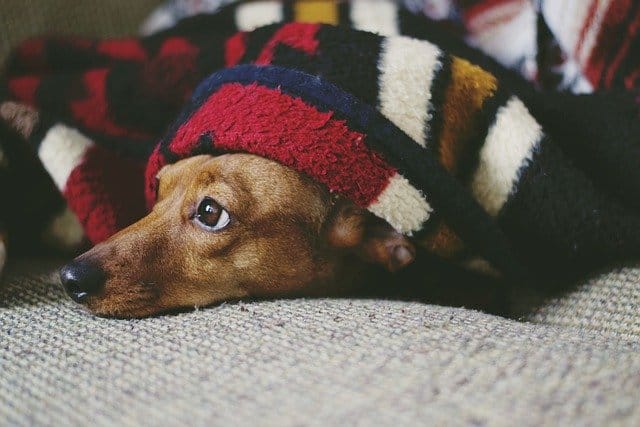 A comfortable sleeping area is important for young dogs
