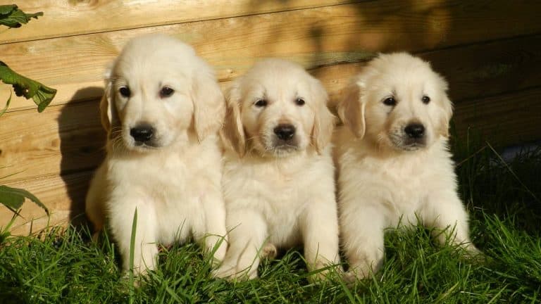 Bringing home a new puppy