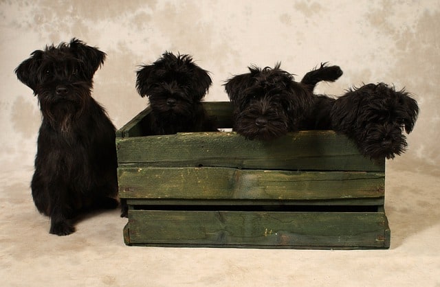 Crate training a puppy is essential