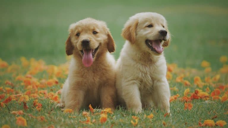 Cute puppies in a meadow