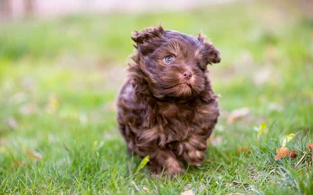 Exercise and stimulation are vital for puppies to be healthy