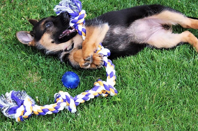 German Shepherd puppy playing with dog toys