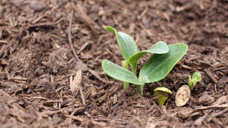 Living Soil for your garden