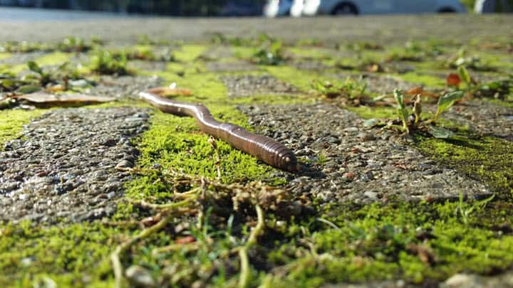 Living soils encourage earthworms and microorganisms