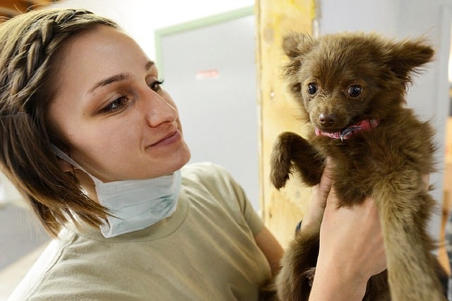 New Puppies need to visit the vet for vaccinations and desexing