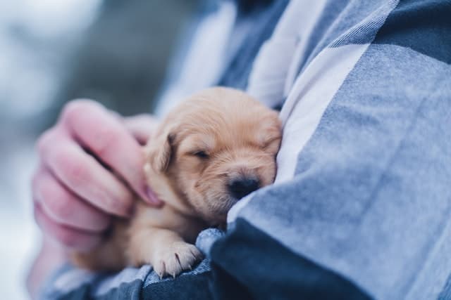 New puppies need careful feeding and adequate water