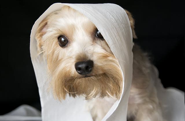 Puppy toilet training