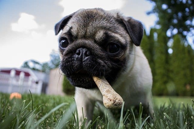 Train your puppy using rewards