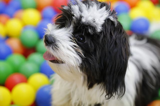 Training a new dog at a puppy school