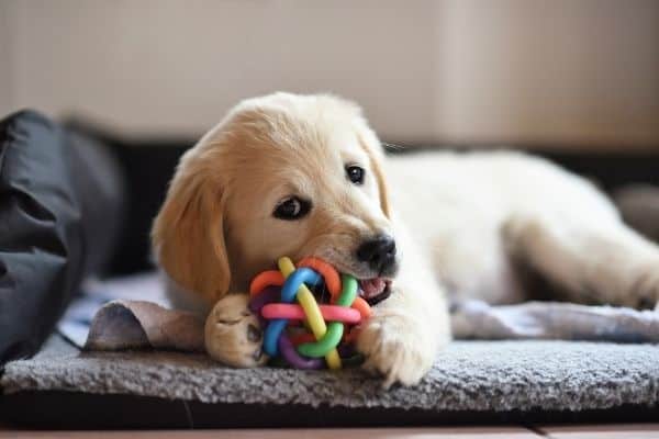 Puppy playing with dog toy