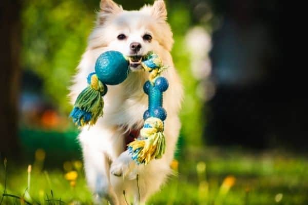 Adorable dog playing with pet toy