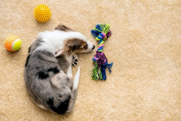 Dog surrounded with pet toys