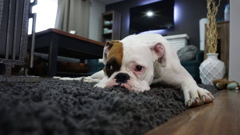 Boxer dog lying on carpet