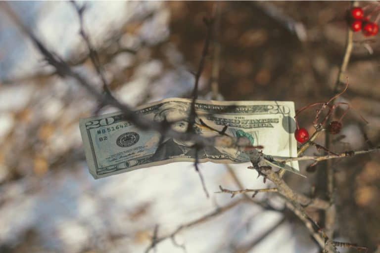 Dollar on a tree