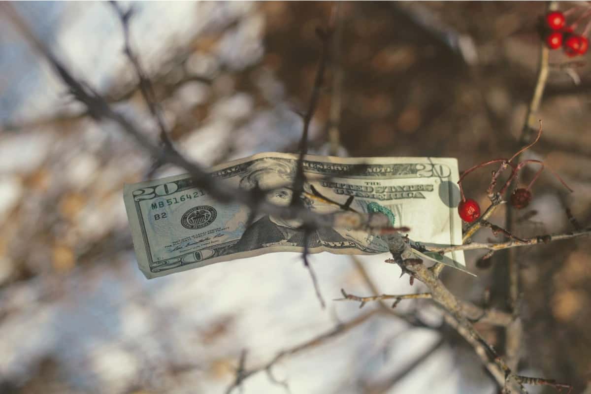 Dollar on a tree