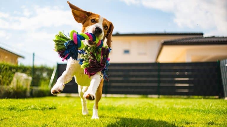 Best Dog Toys Australia