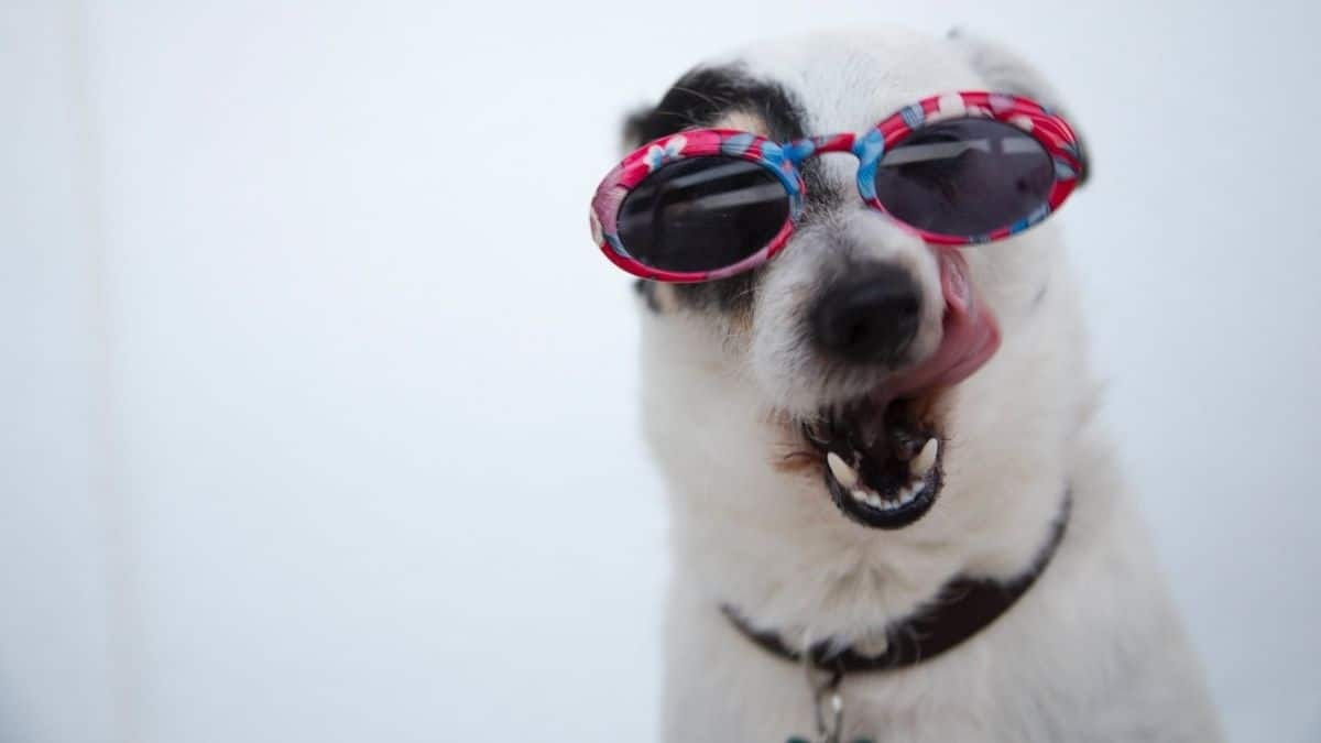 Perfect Gift Ideas For The Dog Mums In Your Life