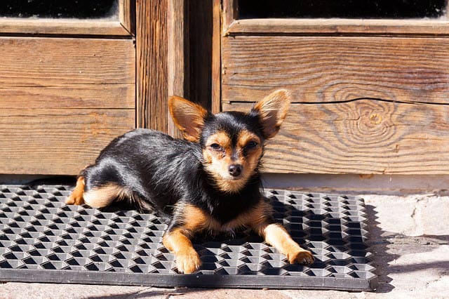 Yorkshire terrier lying in door mat