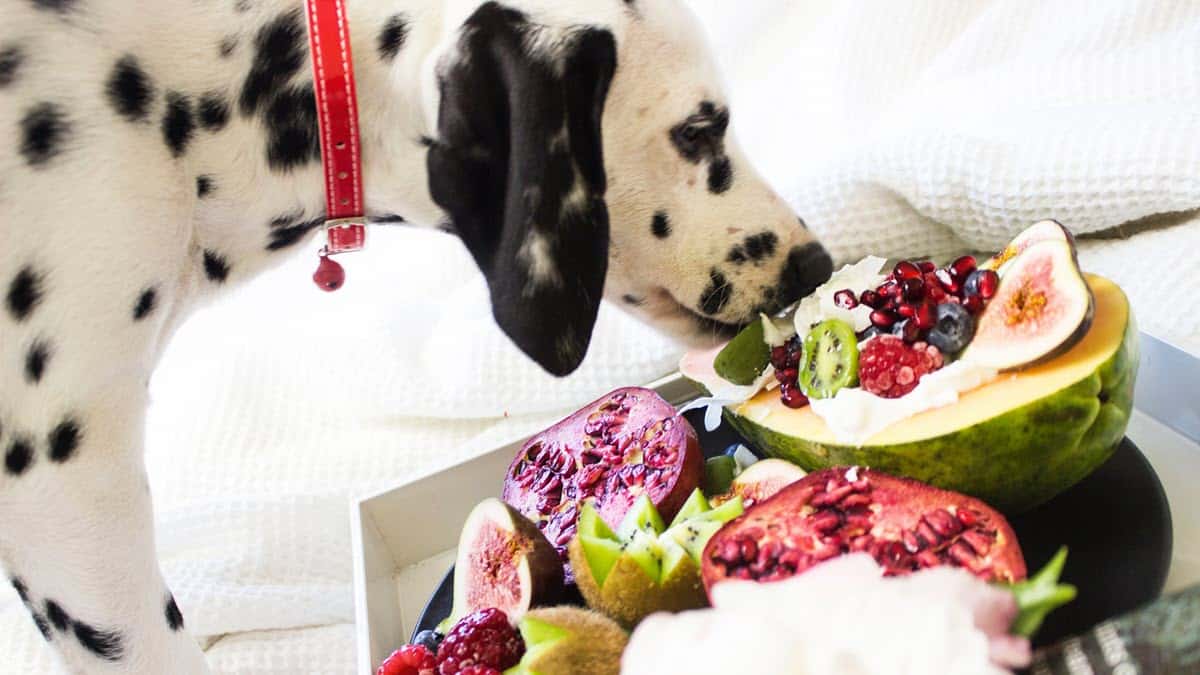 A spotted dalmatian with a selection of foods