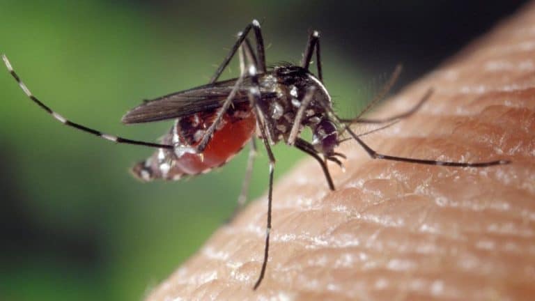 7 Top Tips For Keeping Mosquitoes At Bay When Hosting Outdoors This Summer 