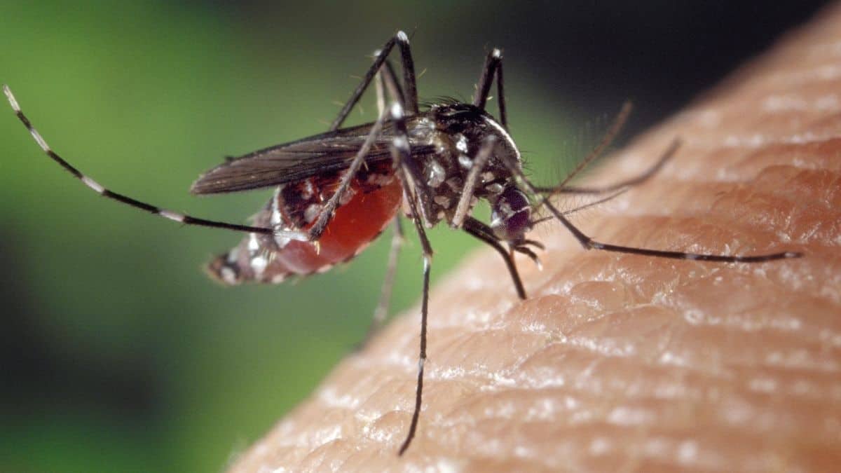 7 Top Tips For Keeping Mosquitoes At Bay When Hosting Outdoors This Summer 