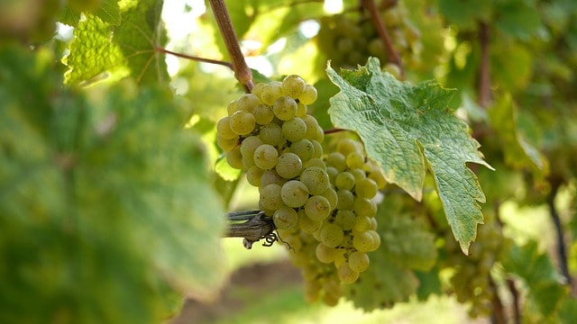 Grapes vineyard