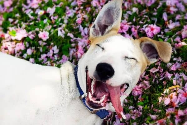 Adorable smiling dog with pink flowers