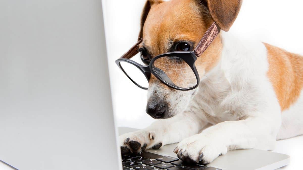 How a Dog Blog Can be Helpful to You