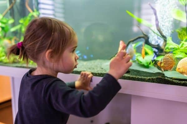 Kid playing with fish in aquarium