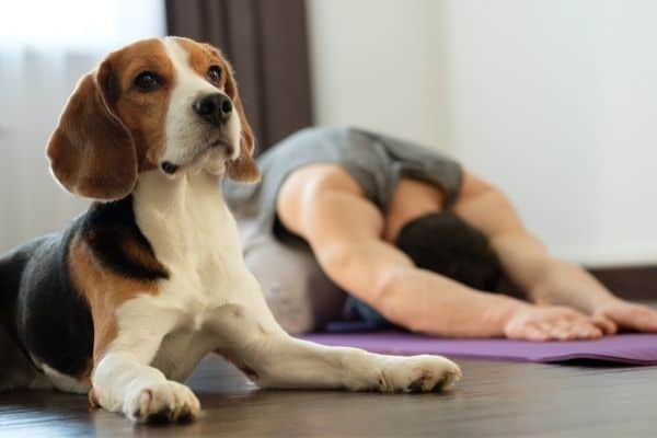 A man and his cute dog doing yoga